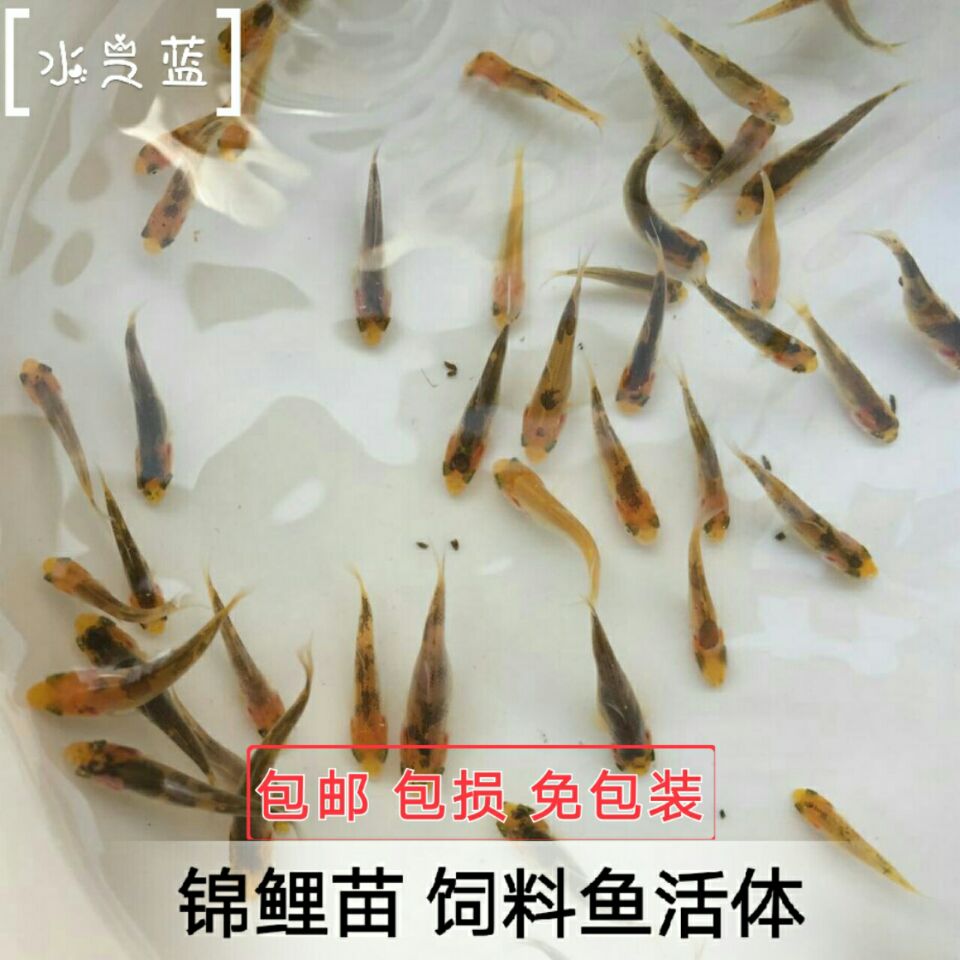 观赏活体热带鱼清洁鱼缸工具鱼垃圾鱼琵琶鱼清道夫清除水藻青苔