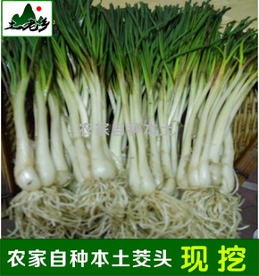 新鲜茭头本土藠头非转基因非大棚农家自种荞头泡菜蔬菜5斤起包邮