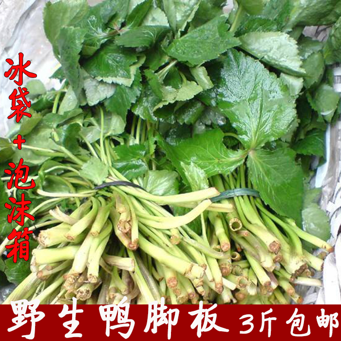 野生鸭脚板新鲜野菜鸭脚草鸭儿芹三叶芹鹅脚板鸭儿脚水芹菜野芹菜