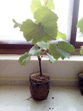 南北方种植 带土 带盆葡萄苗100%活无需返苗盆栽地栽庭院果树苗
