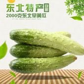 包邮 特价 1箱 东北现摘新鲜时令l蔬菜旱黄瓜农家种植小黄瓜2000g