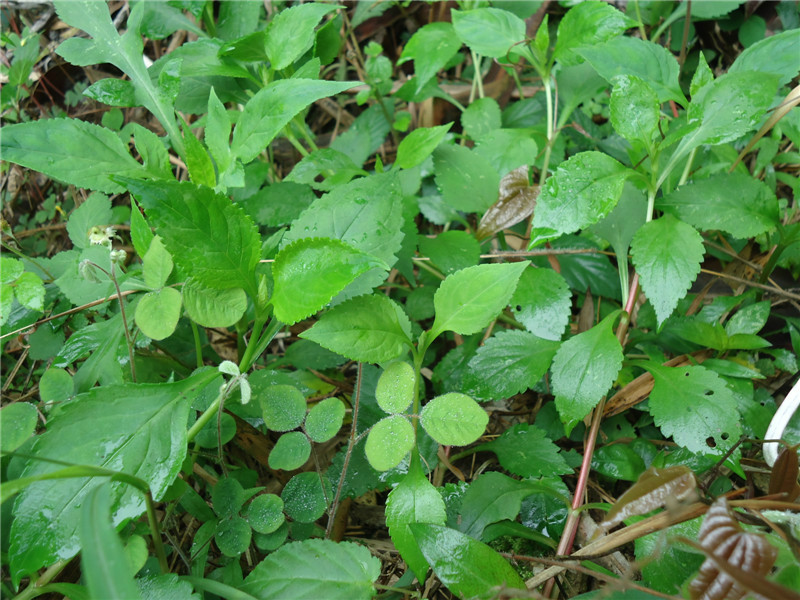 苦菜干纯天然无污染野菜野生炎陵高山苦麦菜苦斋婆农家制作包邮