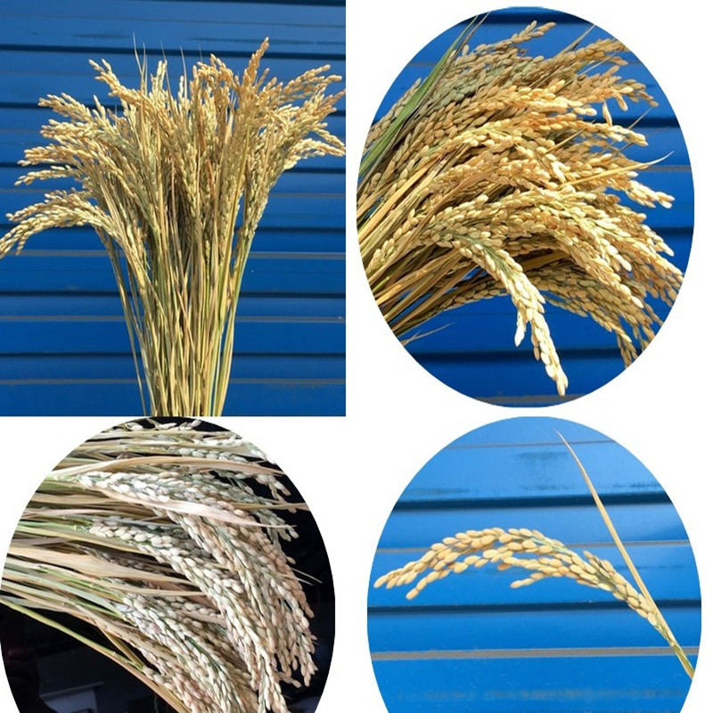 天然麦穗稻穗干花丰收稻谷稻子装饰假花会展布置演出拍摄