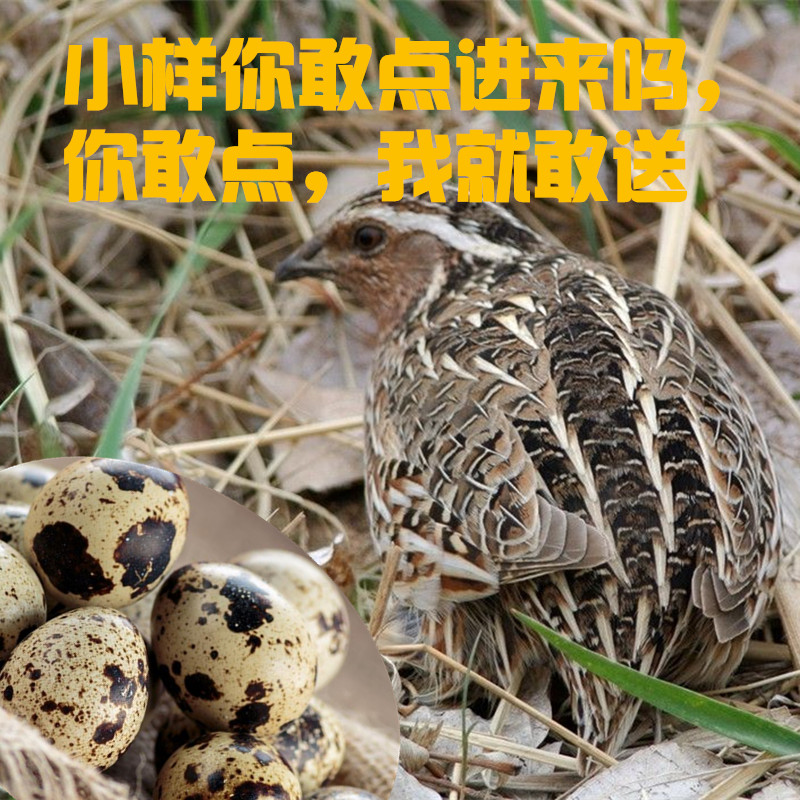 鹌鹑种蛋宠物鹌鹑鸟蛋新鲜农家散养宝宝辅食受精蛋可孵化20枚包邮