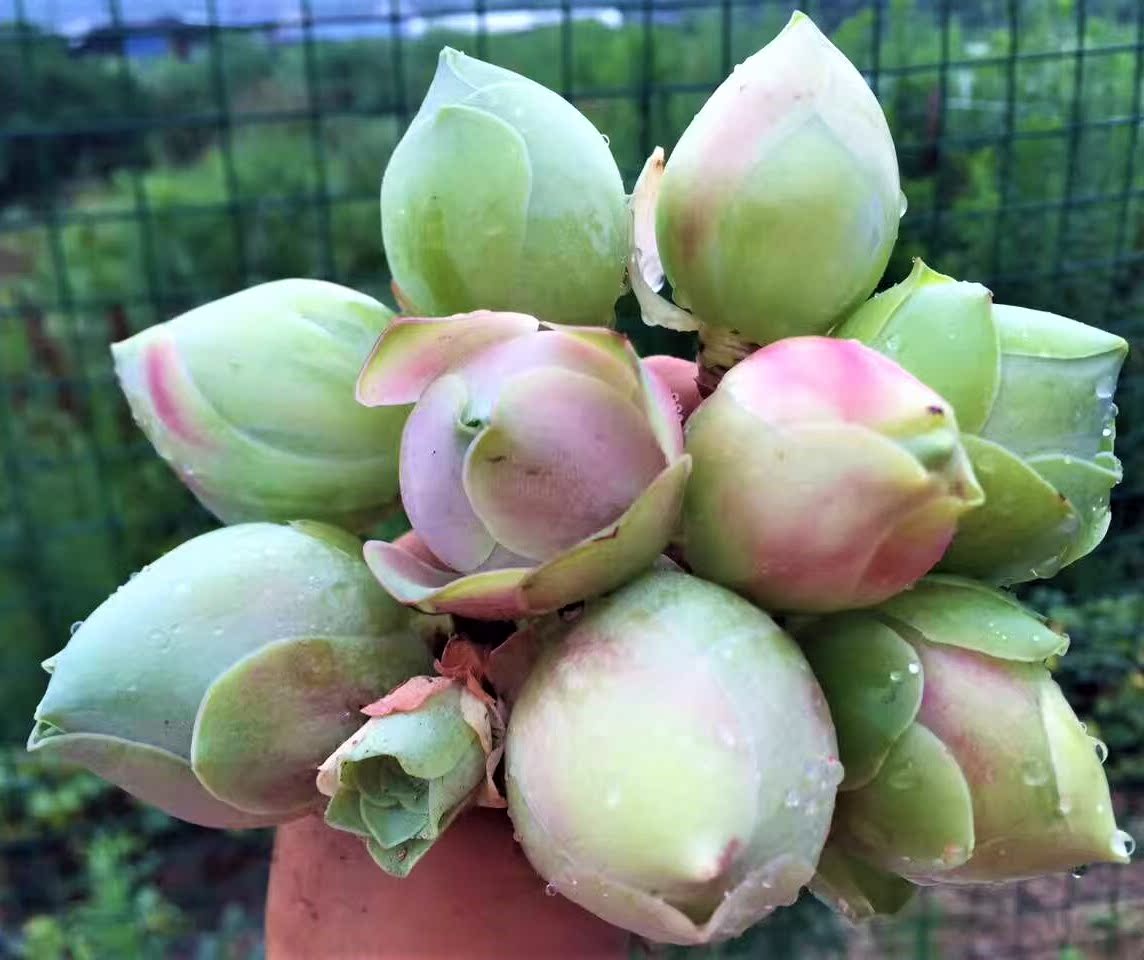 水蜜桃山地玫瑰多肉植物景天肉肉酒窝粉紫黄金群生拼盘套餐秒杀