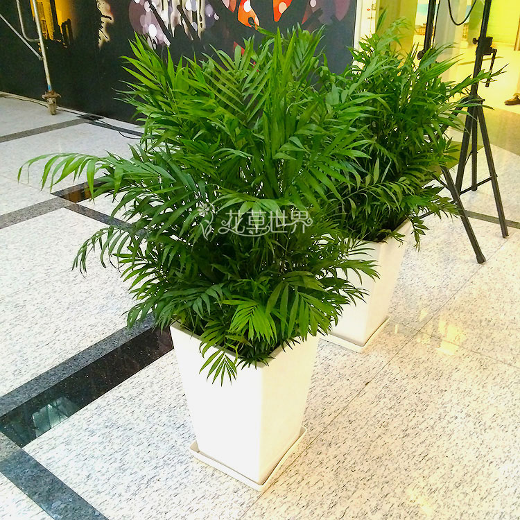 耐阴中型植物夏威夷椰子/夏威夷竹子盆栽 室内走廊过道办公室绿植