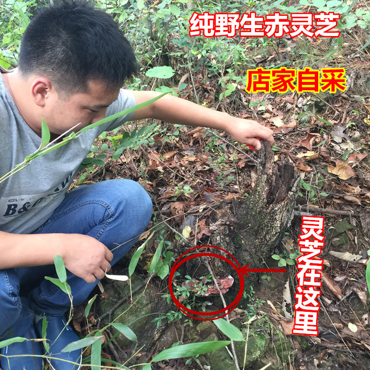 神农架深山野生纯天然特级赤灵芝整枝切片正品特价抢购250g包邮