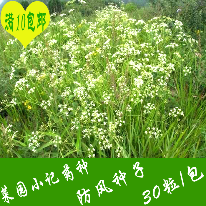 药材种子 白芷 桔梗 板蓝根 丹参 决明子 党参 柴胡 防风种子批发