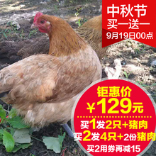 发2只再送猪肉2年正宗散养土鸡老母鸡农家公鸡乌鸡草鸡笨鸡走地鸡