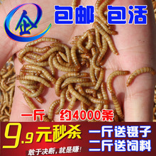 包邮 面包虫活体黄粉虫活虫鹦鹉鱼乌龟龙鱼画眉鸟石蛙饲料非大麦虫