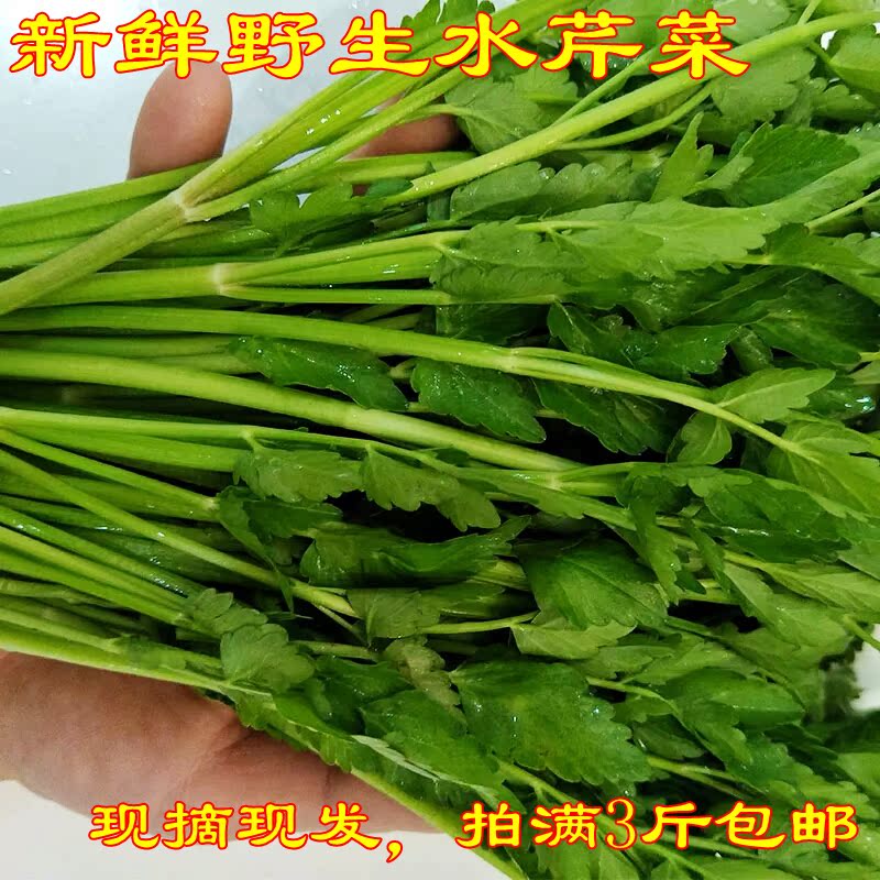 野芹菜