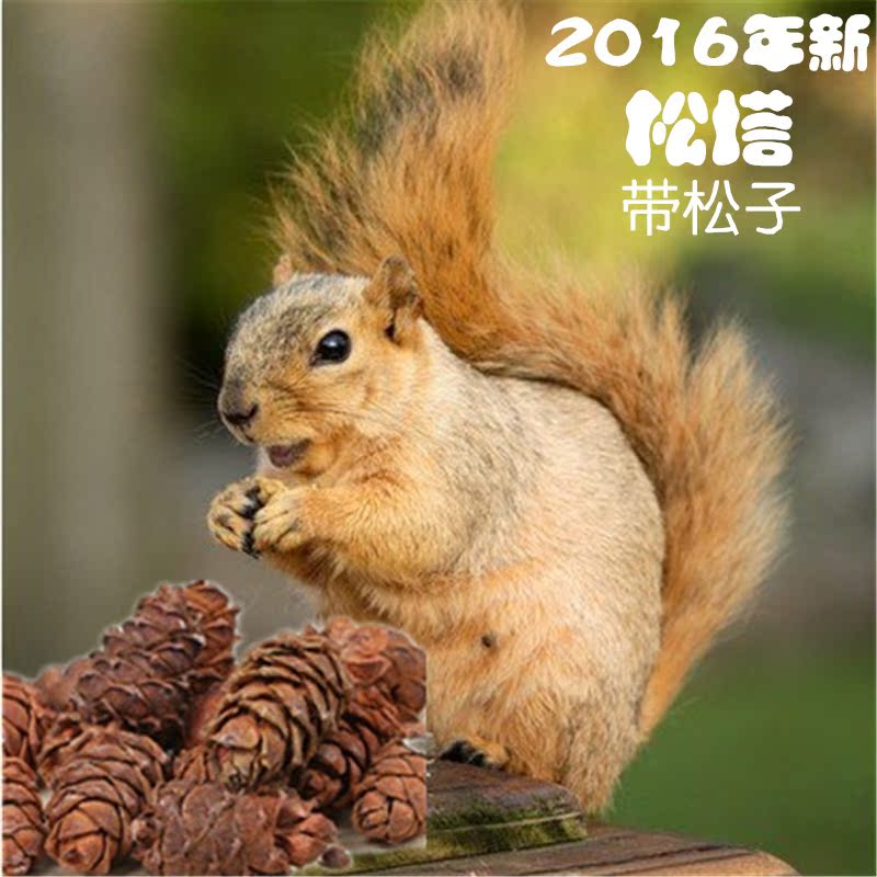 魔王松鼠粮食松果松塔带松子宠物用品龙猫仓鼠豚鼠磨牙零食500克