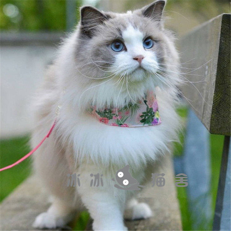 出售纯种海豹蓝双布偶猫幼猫蓝双海豹重点色活体猫咪宠物可包邮