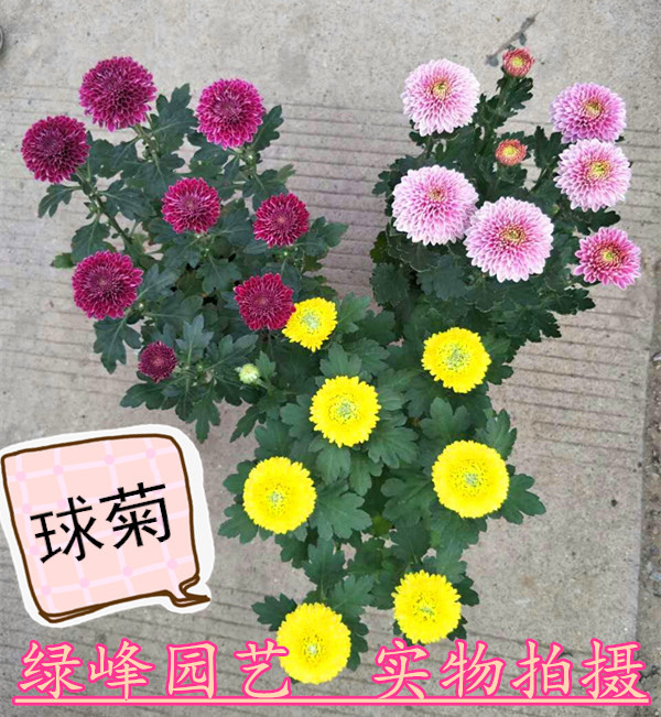 球菊乒乓菊苗带花苞乒乓菊花盆栽代表爱情圆满长久绿色菊花乒乓菊