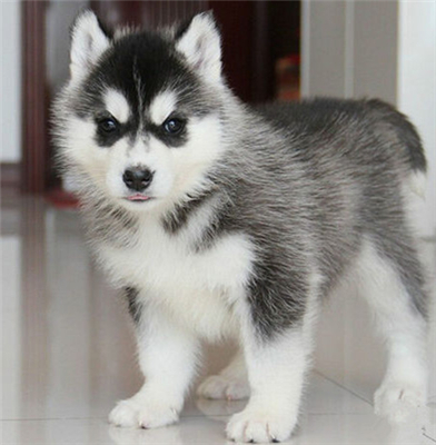 出售纯种西伯利亚 雪橇犬 哈士奇幼犬 纯种哈士奇幼犬