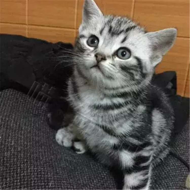 出售宠物猫 折耳猫美国短毛猫纯种家养活体美短虎斑幼猫幼崽