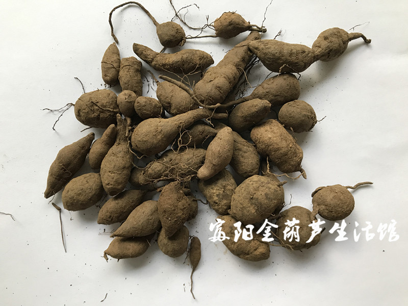 浙江金葫芦野生三叶青新鲜块茎中药材金线吊葫芦石猴子丝线吊金钟