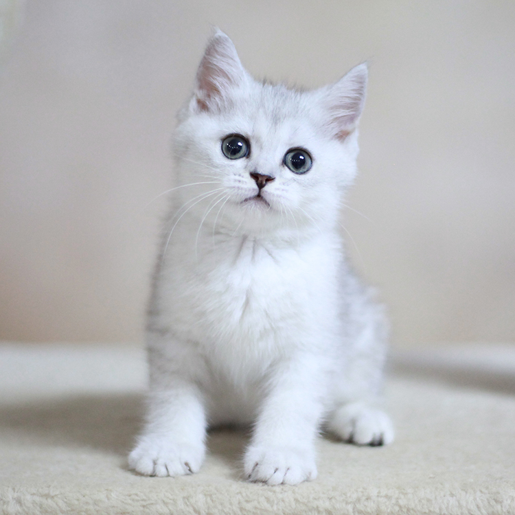 英国短毛猫家养纯种英短银渐层 可爱萌宠 幼猫宠物猫咪活体白猫