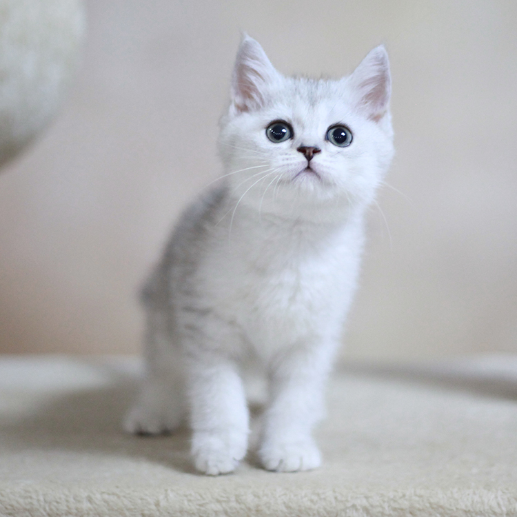 英国短毛猫家养纯种英短银渐层 可爱萌宠 幼猫宠物猫咪活体白猫