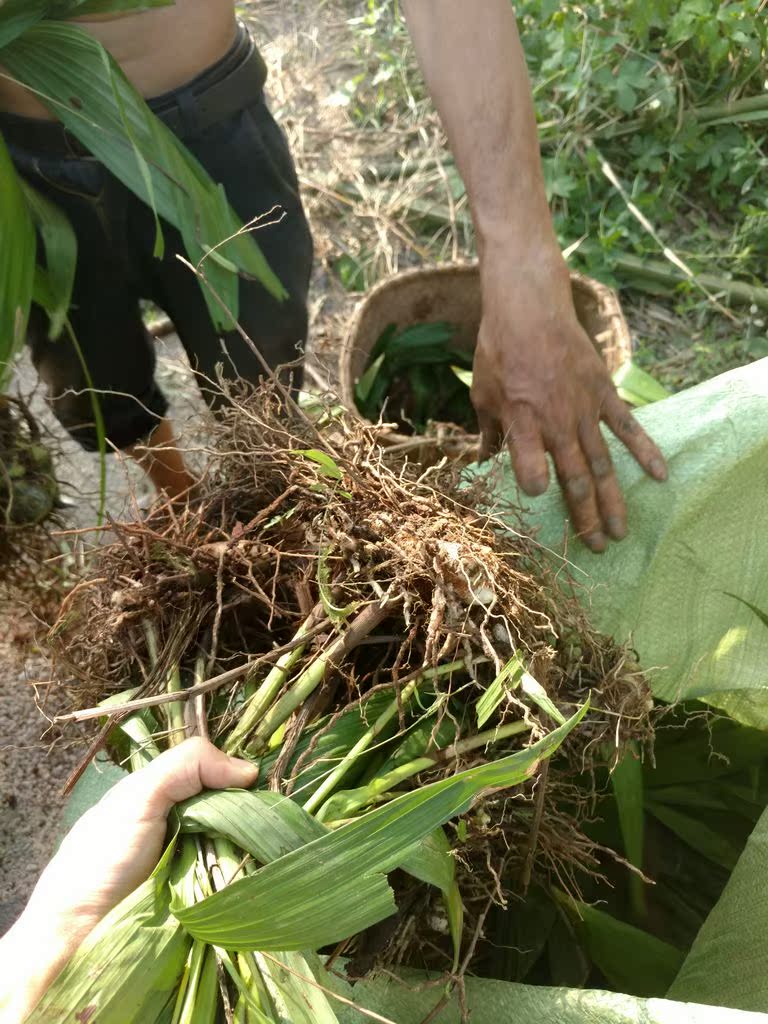 四川野生新鲜白芨种苗/白给/白及,药用或种植用,如图实物每斤58元