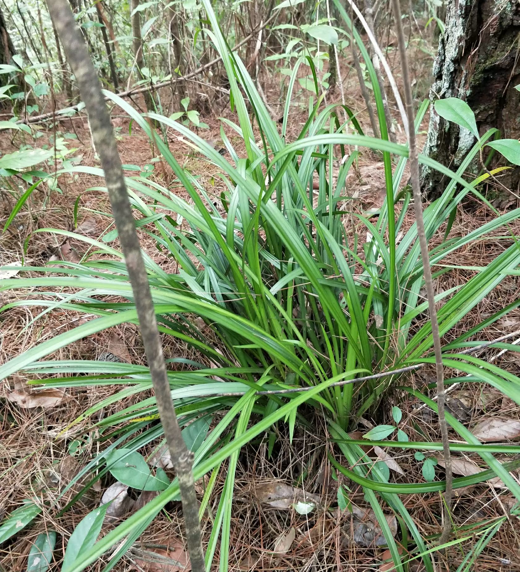 野生下山兰纯天然兰花花苗春兰惠兰四季兰花卉绿植盆栽兰草盆景