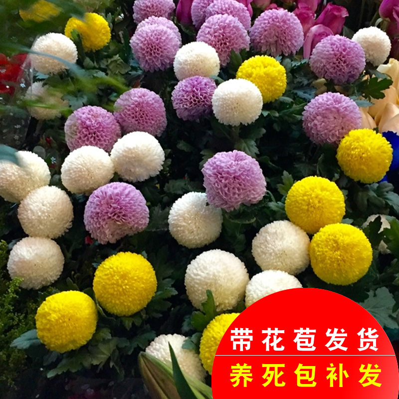 乒乓球菊花苗盆栽带花苞阳台室内外绿色植物球形花卉四季开花包邮