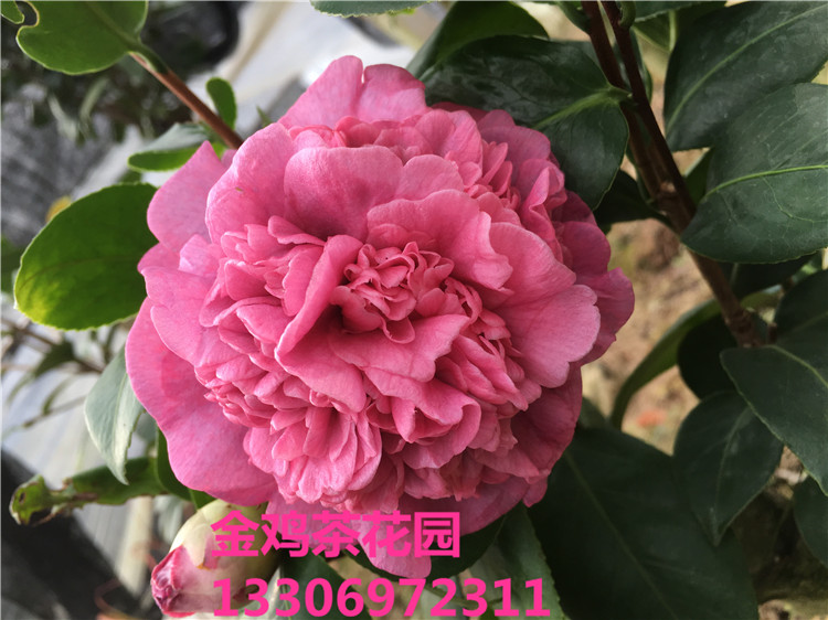 埃及艳后 茶花苗 山茶花 福建永福金鸡茶花园 特价包邮 实物拍摄