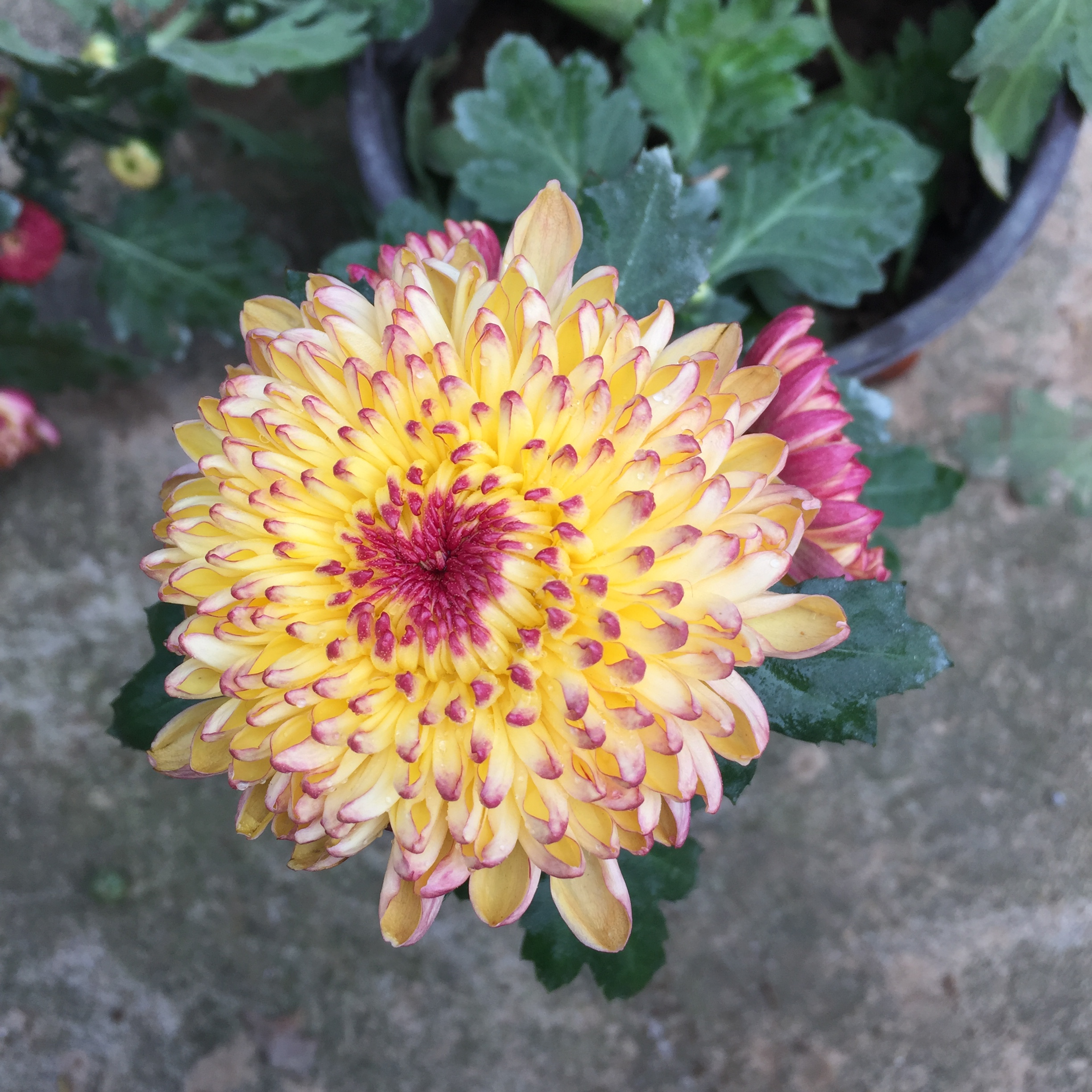 菊花盆栽庭院阳台植物花卉绿植墨菊花苗带花苞 九月菊
