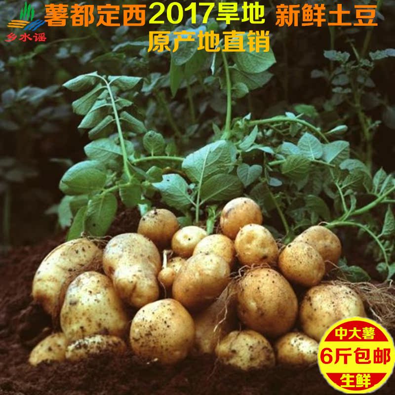 薯都定西原产地2017年新鲜洋芋山区旱地新土豆新挖马铃薯1斤