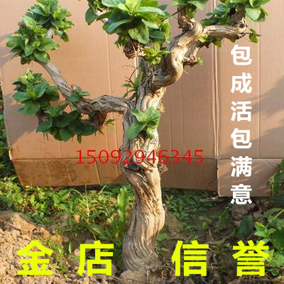 树型树形四季金银花盆景苗木大树盆景树桩盆栽观赏包邮三个月包活