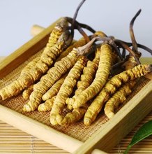天然野生虫草 正宗西藏那曲冬虫夏草正品