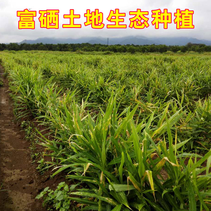 湖南特产江永香姜 新鲜嫩姜农家仔姜脆嫩子姜芽 现挖生姜10斤包邮