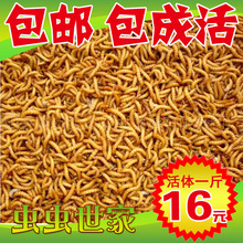 宠物饲料引种养殖 包邮 鲜活虫面包虫活虫种虫500g 黄粉虫活体