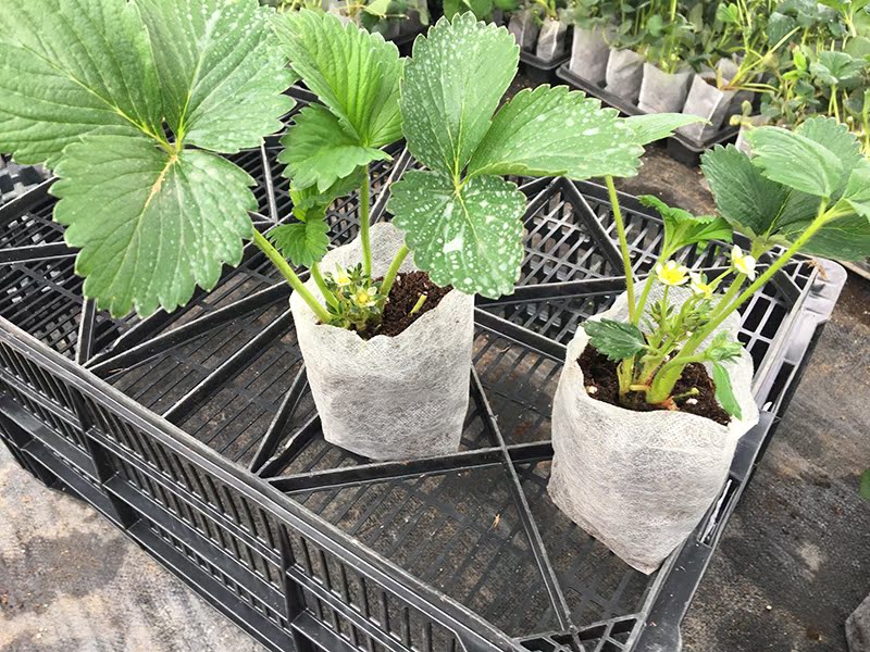 草莓苗四季盆栽奶油草莓果树苗阳台庭院当年结果
