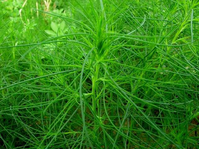 新鲜野生 猪毛菜 扎蓬蒿 扎蓬棵 三叉明棵 猴子毛 沙蓬菜 野菜