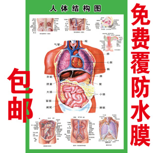 人体内脏解剖系统示意图医学宣传挂图人体器官心脏结构图医院海报