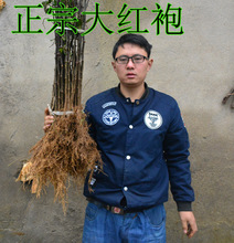 花椒树苗木大红袍花椒树种子麻椒树苗花椒苗花椒盆景绿植盆栽花卉