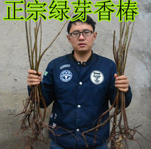 绿芽香椿苗红油香椿芽树苗盆栽食用菜品芽苗菜室内四季蔬菜