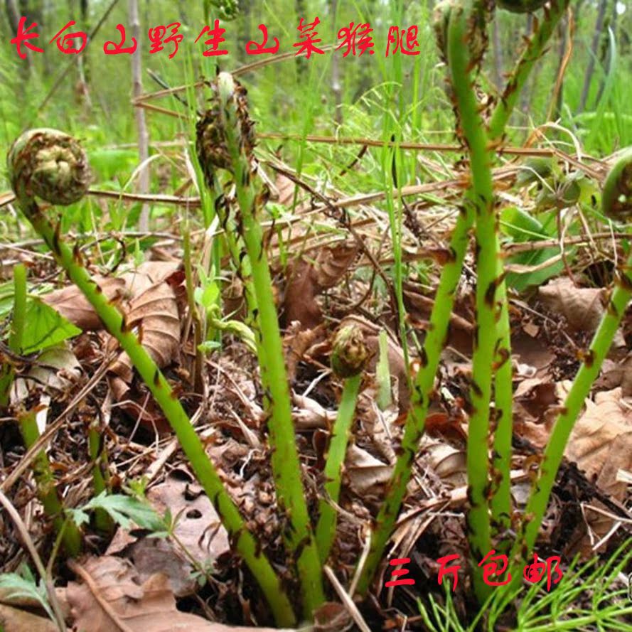 预售东北长白山猴腿菜山菜新鲜野生山野菜蕨菜绿色500