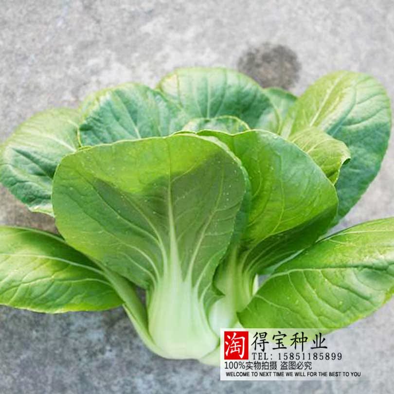 矮脚黄青菜种子 四季播小种青菜种子 耐寒抗病矮箕青菜籽蔬菜种子
