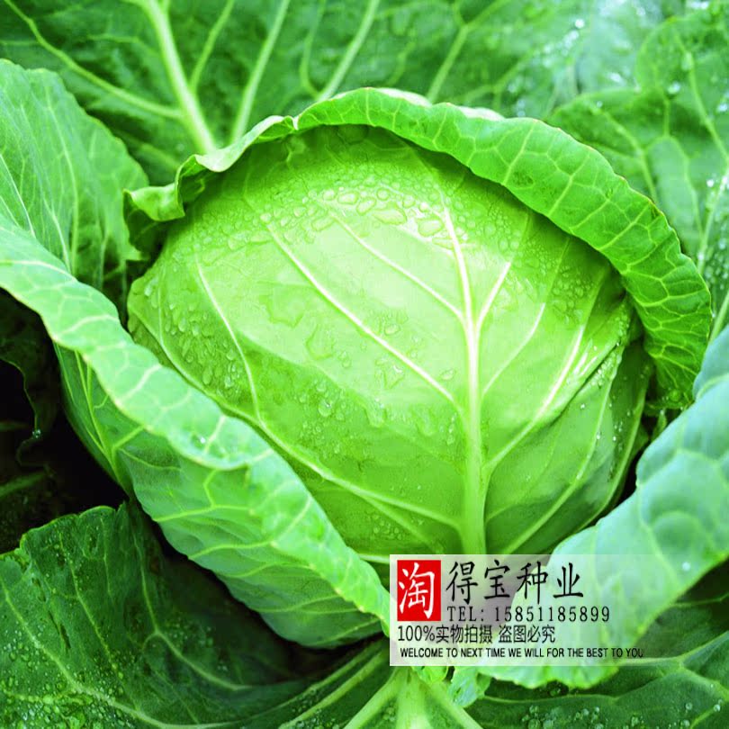 中甘十甘蓝 一代甘蓝 包菜圆白菜 包心菜耐寒