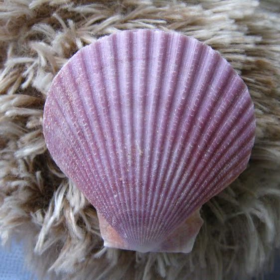 紫色贝壳 海螺贝壳创意情侣定情信物 同学老婆礼物 收藏贝壳道具