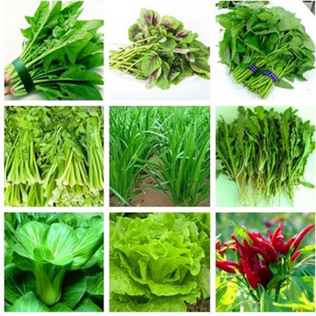 蔬菜种子香葱香菜生菜油菜韭菜菠菜鸡毛菜茼蒿菜心苋菜苦苣空心菜