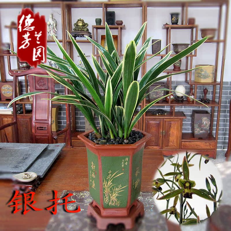 兰花苗墨兰银托线艺花卉绿植盆栽阳台客厅观花叶植物包邮净化空气