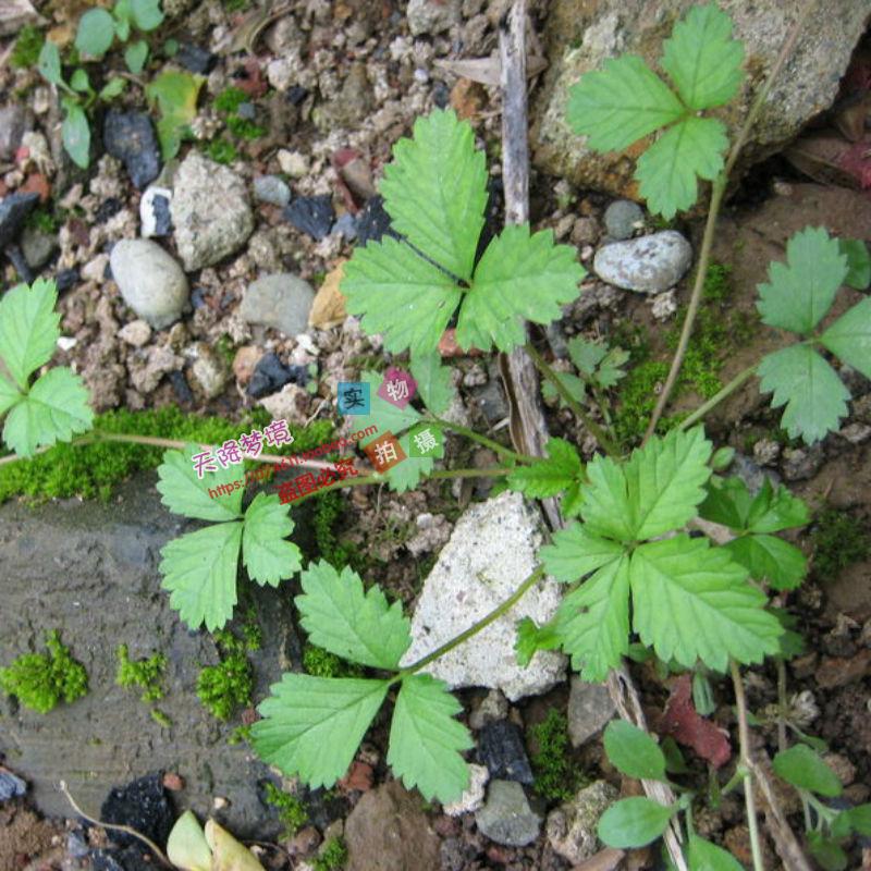 野生药材新鲜蛇莓草 蛇泡草龙吐珠地杨梅 野草莓蛇果草现采包邮