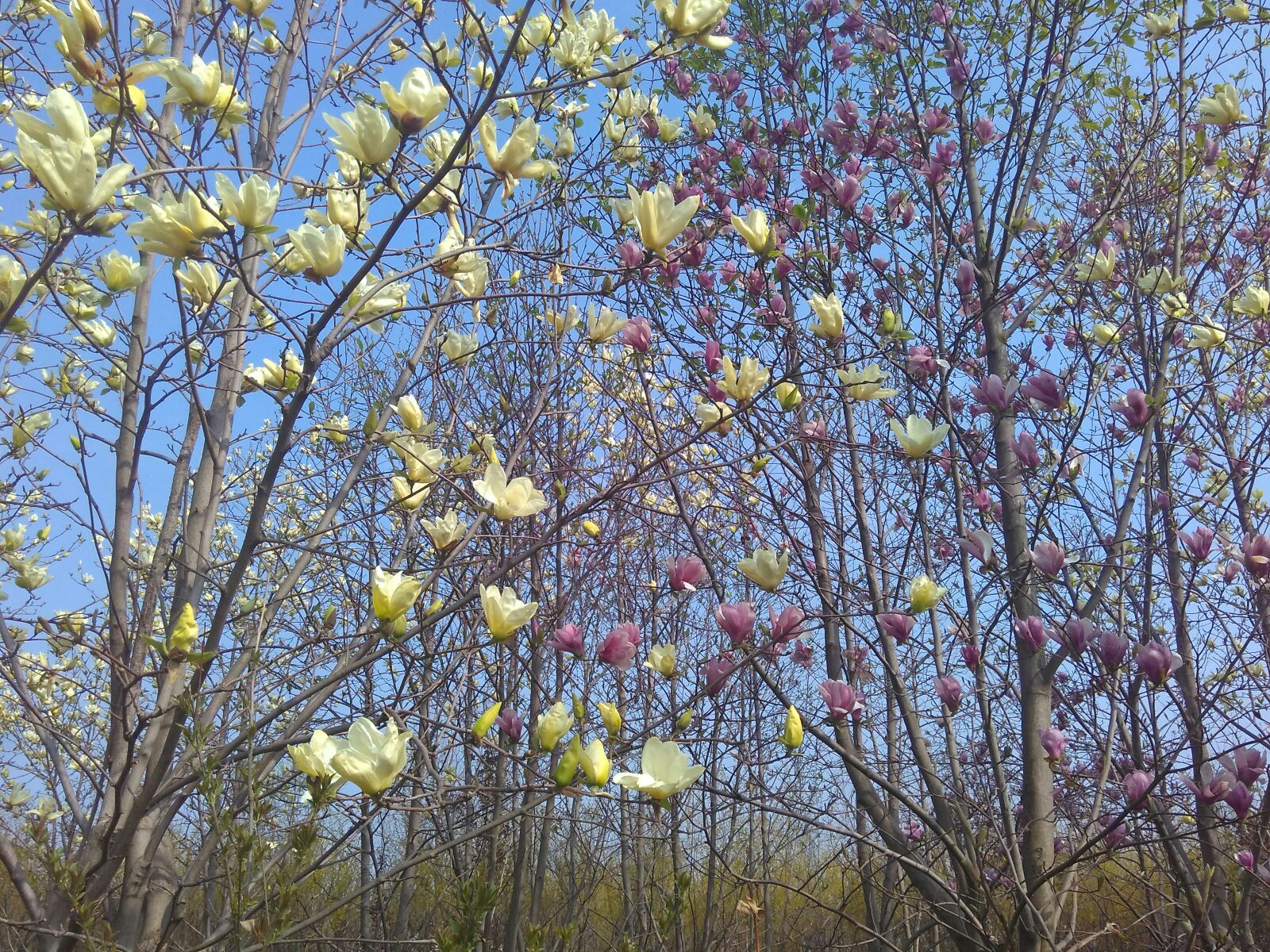正品[玉兰油美白祛斑粉底霜]玉兰油美白粉底霜