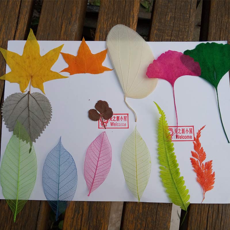 树叶贴画手工diy材料 银杏叶菩提叶枫叶植物标本 单片
