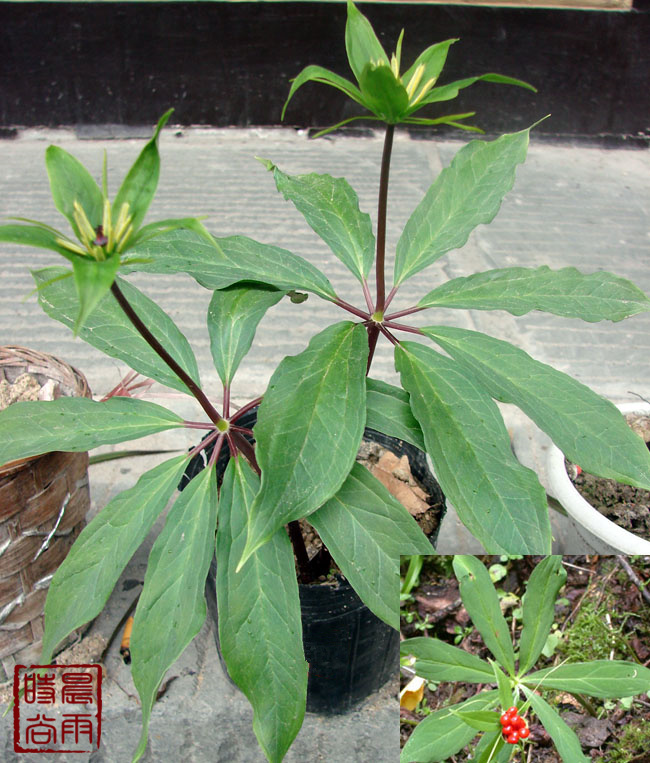 野生珍稀中药材七叶一枝花种苗多年生重楼苗庭院阳台盆栽种植包活