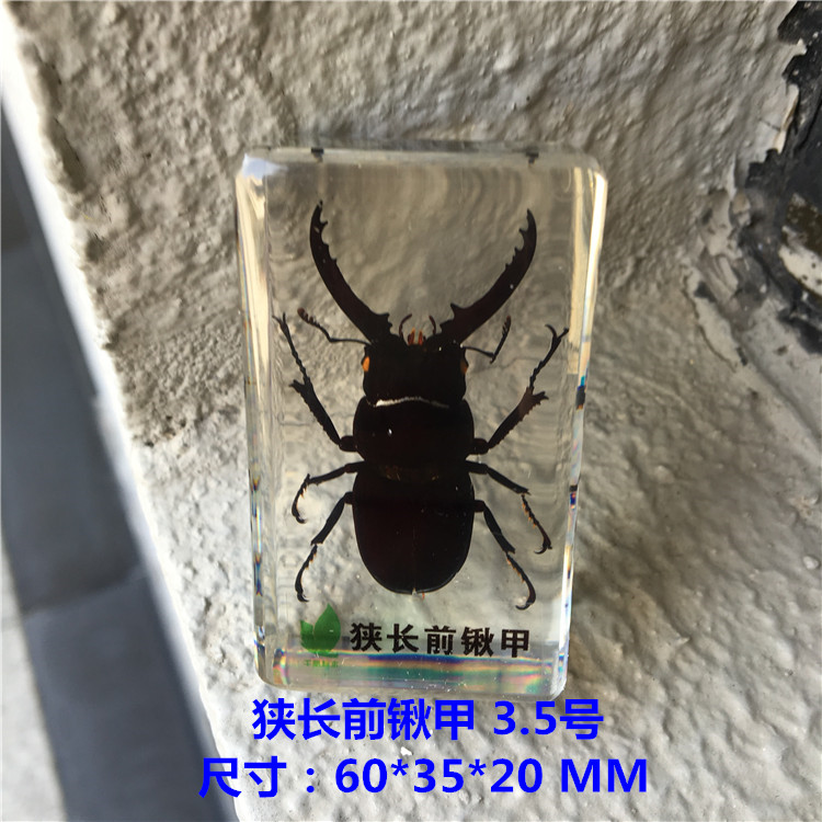 幼儿园真实小动物昆虫标本树脂甲虫金龟子独角仙星天牛屎壳郎琥珀