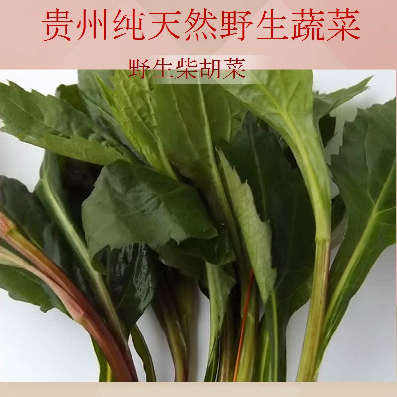 贵州遵义野生柴胡菜柴胡叶子天然野菜本地老乡去山上采摘无农药